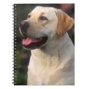 Portrait Of Labrador Retriever, Hilton Notebook