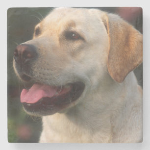Portrait Of Labrador Retriever, Hilton Stone Coaster