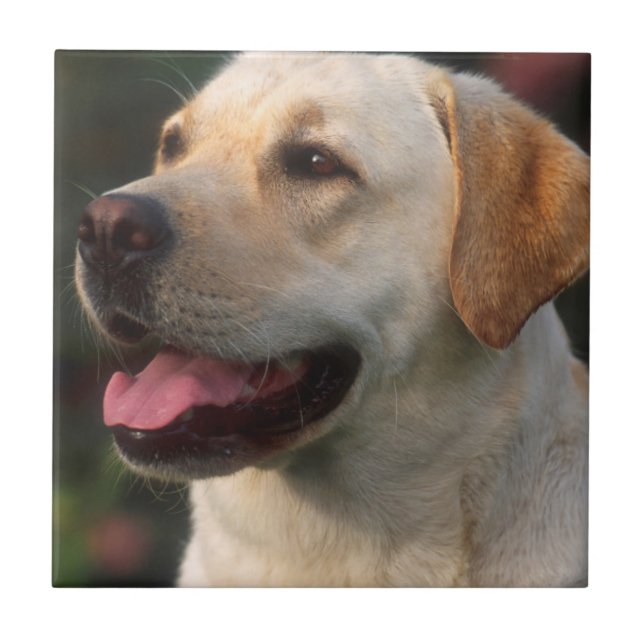 Portrait Of Labrador Retriever, Hilton Tile (Front)