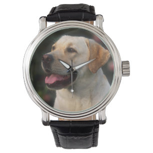 Portrait Of Labrador Retriever, Hilton Watch