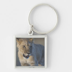 Portrait of Lion Cub (Panthera Leo), Namibia Key Ring
