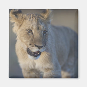 Portrait of Lion Cub (Panthera Leo), Namibia Magnet
