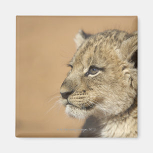 Portrait of Lion cub (Panthera Leo), Namibia Magnet