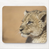 Portrait of Lion cub (Panthera Leo), Namibia