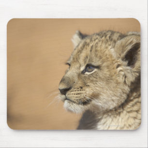 Portrait of Lion cub (Panthera Leo), Namibia Mouse Pad