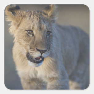 Portrait of Lion Cub (Panthera Leo), Namibia Square Sticker