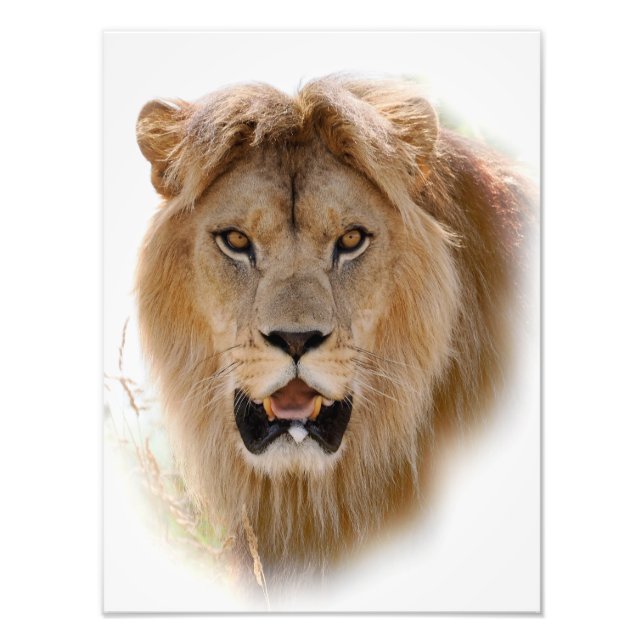 Portrait of lion photo print (Front)