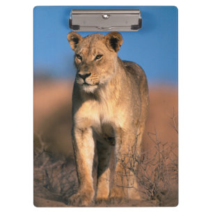 Portrait Of Lioness (Panthera Leo) Clipboard