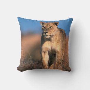 Portrait Of Lioness (Panthera Leo) Cushion