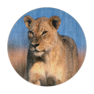 Portrait Of Lioness (Panthera Leo) Cutting Board