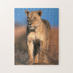 Portrait Of Lioness (Panthera Leo) Jigsaw Puzzle