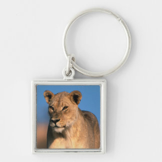 Portrait Of Lioness (Panthera Leo) Key Ring