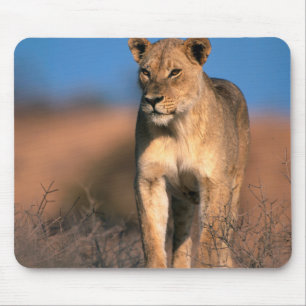 Portrait Of Lioness (Panthera Leo) Mouse Pad