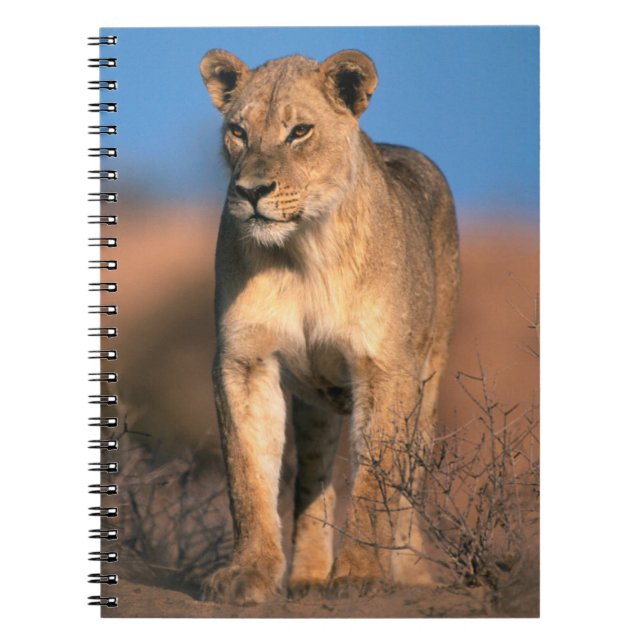 Portrait Of Lioness (Panthera Leo) Notebook (Front)