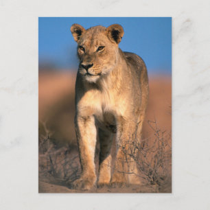 Portrait Of Lioness (Panthera Leo) Postcard