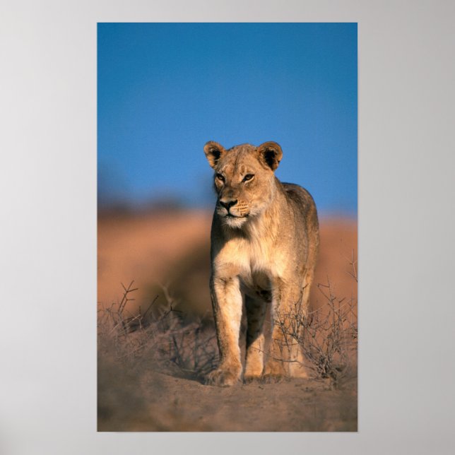 Portrait Of Lioness (Panthera Leo) Poster (Front)