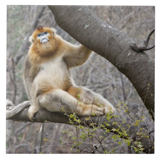 Portrait of male Golden monkey in tree Ceramic Tile (Front)