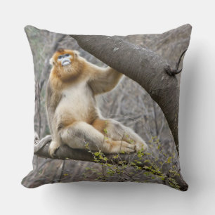 Portrait of male Golden monkey in tree Cushion