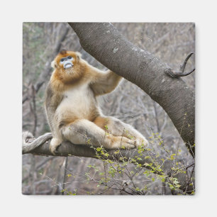 Portrait of male Golden monkey in tree Magnet
