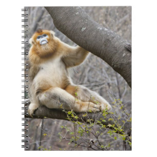 Portrait of male Golden monkey in tree Notebook