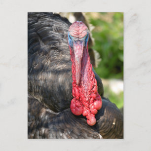 Portrait of male turkey postcard