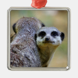 Portrait of meerkats or suricates   metal ornament