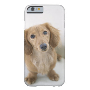 Portrait of Miniature Dachshund sitting, high Barely There iPhone 6 Case