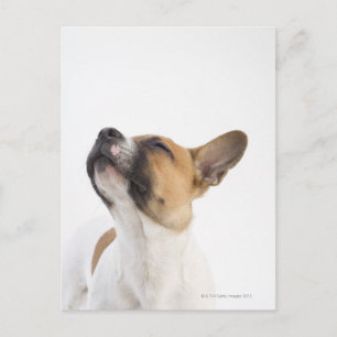portrait of mongrel puppy postcard