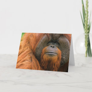 Portrait of Orang-utang Male, Georgia, USA Card