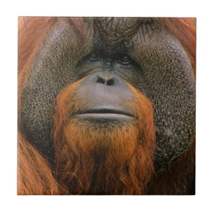 Portrait of Orang-utang Male, Georgia, USA Ceramic Tile