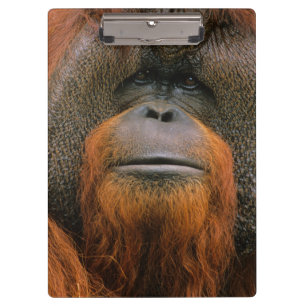 Portrait of Orang-utang Male, Georgia, USA Clipboard