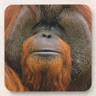 Portrait of Orang-utang Male, Georgia, USA Coaster