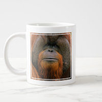 Portrait of Orang-utang Male, Georgia, USA