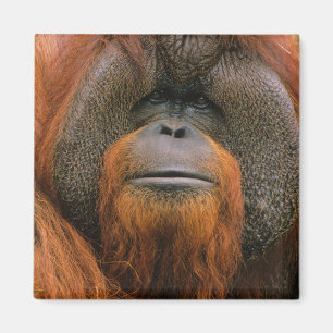Portrait of Orang-utang Male, Georgia, USA Magnet