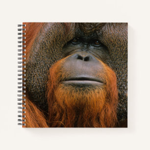 Portrait of Orang-utang Male, Georgia, USA Notebook
