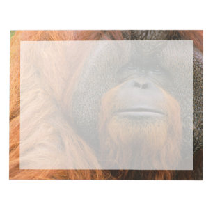 Portrait of Orang-utang Male, Georgia, USA Notepad