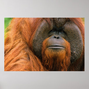 Portrait of Orang-utang Male, Georgia, USA Poster