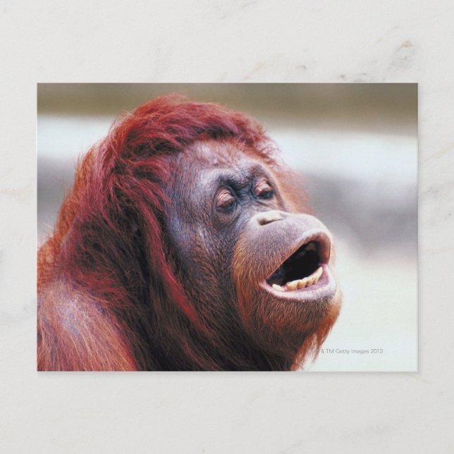 Portrait of orangutan postcard (Front)