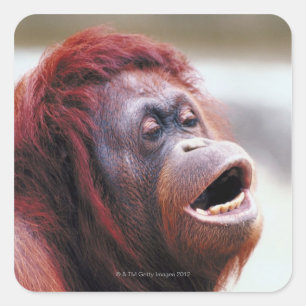 Portrait of orangutan square sticker