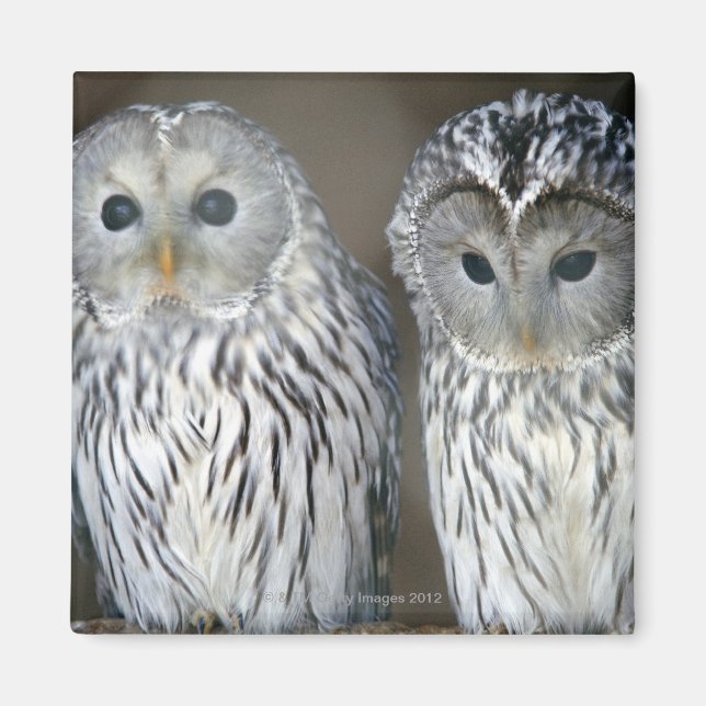 Portrait of owls magnet (Front)