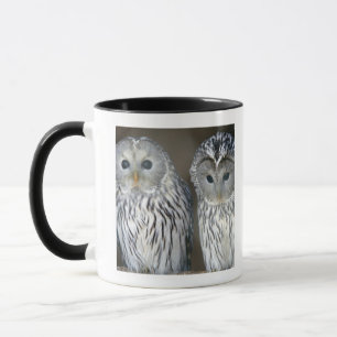 Portrait of owls mug
