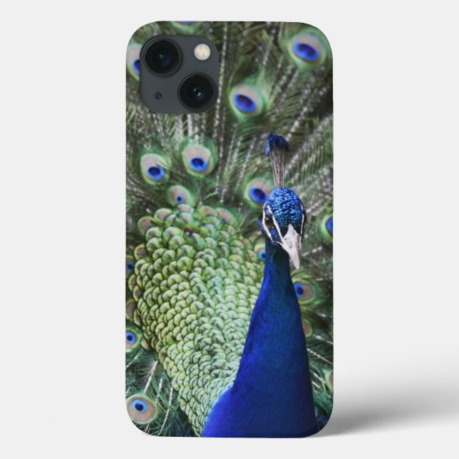 Portrait Of  Peacock With Feathers Out Case-Mate iPhone Case (Back)