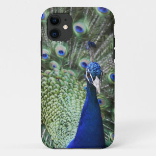 Portrait Of  Peacock With Feathers Out iPhone 11 Case