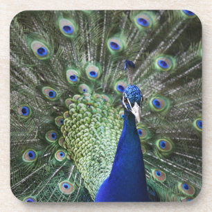 Portrait Of Peacock With Feathers Out Coaster