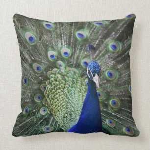 Portrait Of Peacock With Feathers Out Cushion