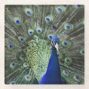 Portrait Of Peacock With Feathers Out Glass Coaster