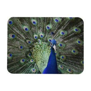 Portrait Of Peacock With Feathers Out Magnet