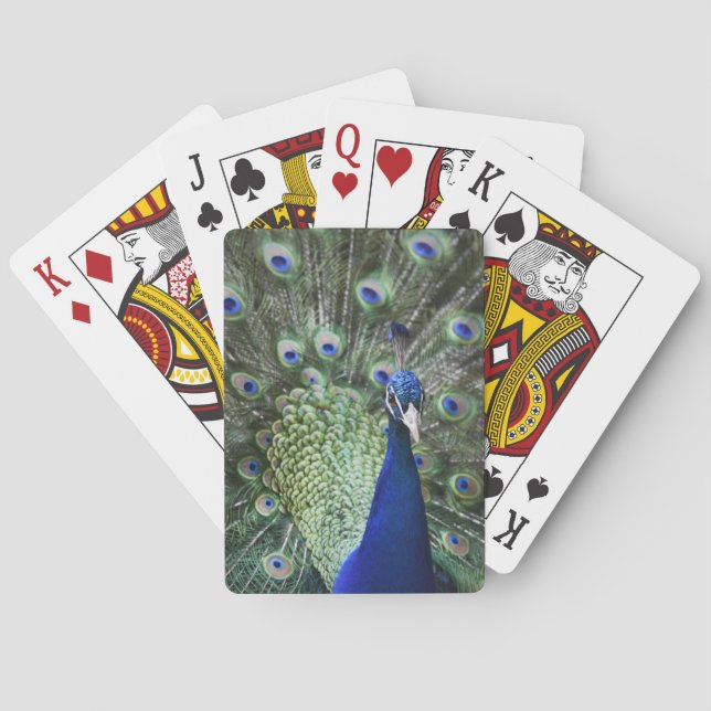 Portrait Of  Peacock With Feathers Out Playing Cards (Back)