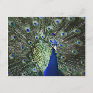 Portrait Of  Peacock With Feathers Out Postcard