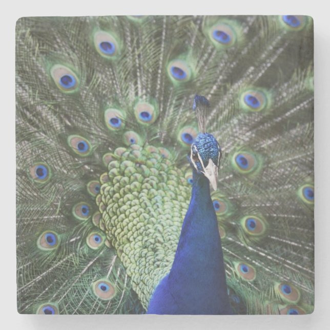 Portrait Of  Peacock With Feathers Out Stone Coaster (Front)